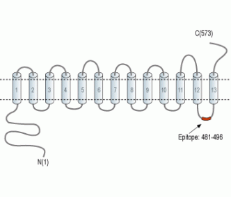 SLC47A2 Blocking Peptide