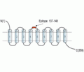 NIPA2 (extracellular) Blocking Peptide