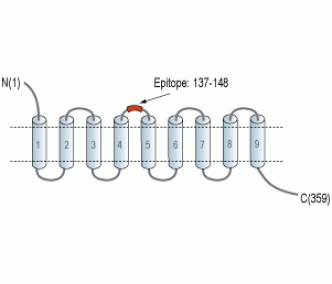 NIPA2 (extracellular) Blocking Peptide
