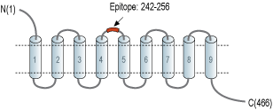Anti-NIPAL4 (extracellular) Antibody