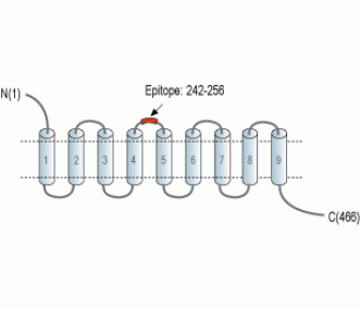 NIPAL4 (extracellular) Blocking Peptide