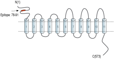 Anti-SLC41A2 (extracellular) Antibody