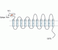 SLC41A2 (extracellular) Blocking Peptide