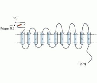 SLC41A2 (extracellular) Blocking Peptide