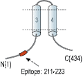 Anti-MRS2 Antibody