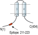 Anti-MRS2 Antibody