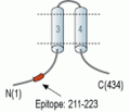 MRS2 Blocking Peptide