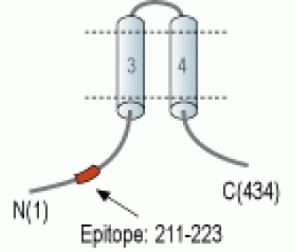MRS2 Blocking Peptide