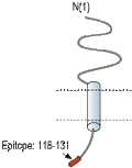 Anti-MMGT1 Antibody