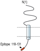 Anti-MMGT1 Antibody