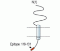 MMGT1 Blocking Peptide