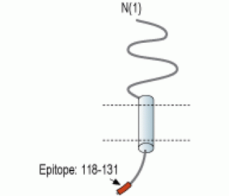 MMGT1 Blocking Peptide
