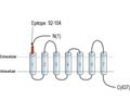 SLC10A4 (extracellular) Blocking Peptide