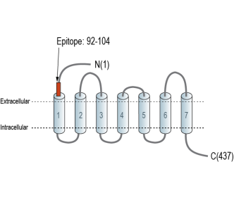 SLC10A4 (extracellular) Blocking Peptide