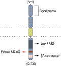 Anti-LETM1 Antibody