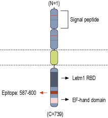 Anti-LETM1 Antibody