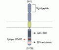 LETM1 Blocking Peptide