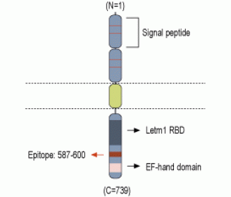 LETM1 Blocking Peptide