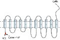 Anti-SLC38A1 Antibody