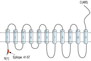 Anti-SLC38A1 Antibody