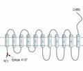 SLC38A1 Blocking Peptide
