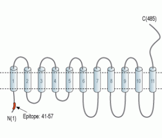 SLC38A1 Blocking Peptide