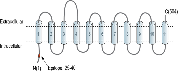 Anti-SLC38A2 (SNAT2) Antibody