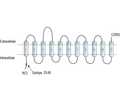 SLC38A2 (SNAT2) Blocking Peptide