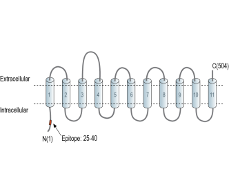 SLC38A2 (SNAT2) Blocking Peptide