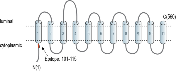 Anti-SLC38A9 Antibody