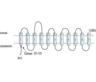 SLC38A9 Blocking Peptide