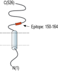 Anti-SLC3A2 (CD98) (extracellular) Antibody