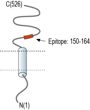 Anti-SLC3A2 (CD98) (extracellular) Antibody