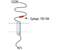 SLC3A2 (CD98) (extracellular) Blocking Peptide