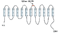 Anti-LAT3/SLC43A1 (extracellular) Antibody