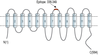 Anti-LAT3/SLC43A1 (extracellular) Antibody