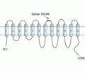 LAT3/SLC43A1 (extracellular) Blocking Peptide