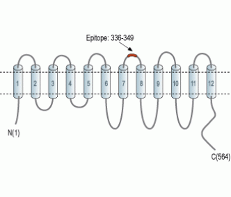 LAT3/SLC43A1 (extracellular) Blocking Peptide