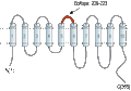 Anti-SLC35G1 (extracellular) Antibody