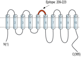 Anti-SLC35G1 (extracellular) Antibody