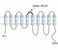 SLC35G1 (extracellular) Blocking Peptide