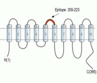 SLC35G1 (extracellular) Blocking Peptide