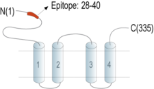 Anti-MAGT1 (extracellular) Antibody