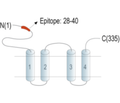 MAGT1 (extracellular) Blocking Peptide
