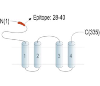 MAGT1 (extracellular) Blocking Peptide