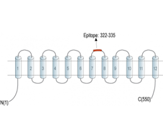 SLC11A1/NRAMP1 (extracellular) Blocking Peptide