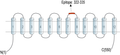 Anti-SLC11A1/NRAMP1 (extracellular) Antibody