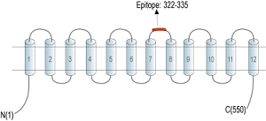 Anti-SLC11A1/NRAMP1 (extracellular) Antibody