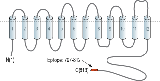 Anti-Na+/H+ Exchanger 2 (NHE-2) Antibody