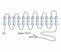 Na+/H+ Exchanger 2/NHE-2 Blocking Peptide